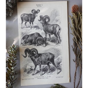 Litografía original de la década de 1900, ilustración original de 100 años, ilustración vintage, impresión antigua auténtica, zoología enciclopédica