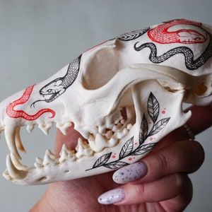 Hand painted skull of red fox - home decor, cabinet de curiosity, skull art, gothic home decor, vulture culture, animal skull, gothic decor