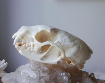 異常なテンの頭蓋骨