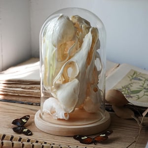 Large Glass dome with skulls