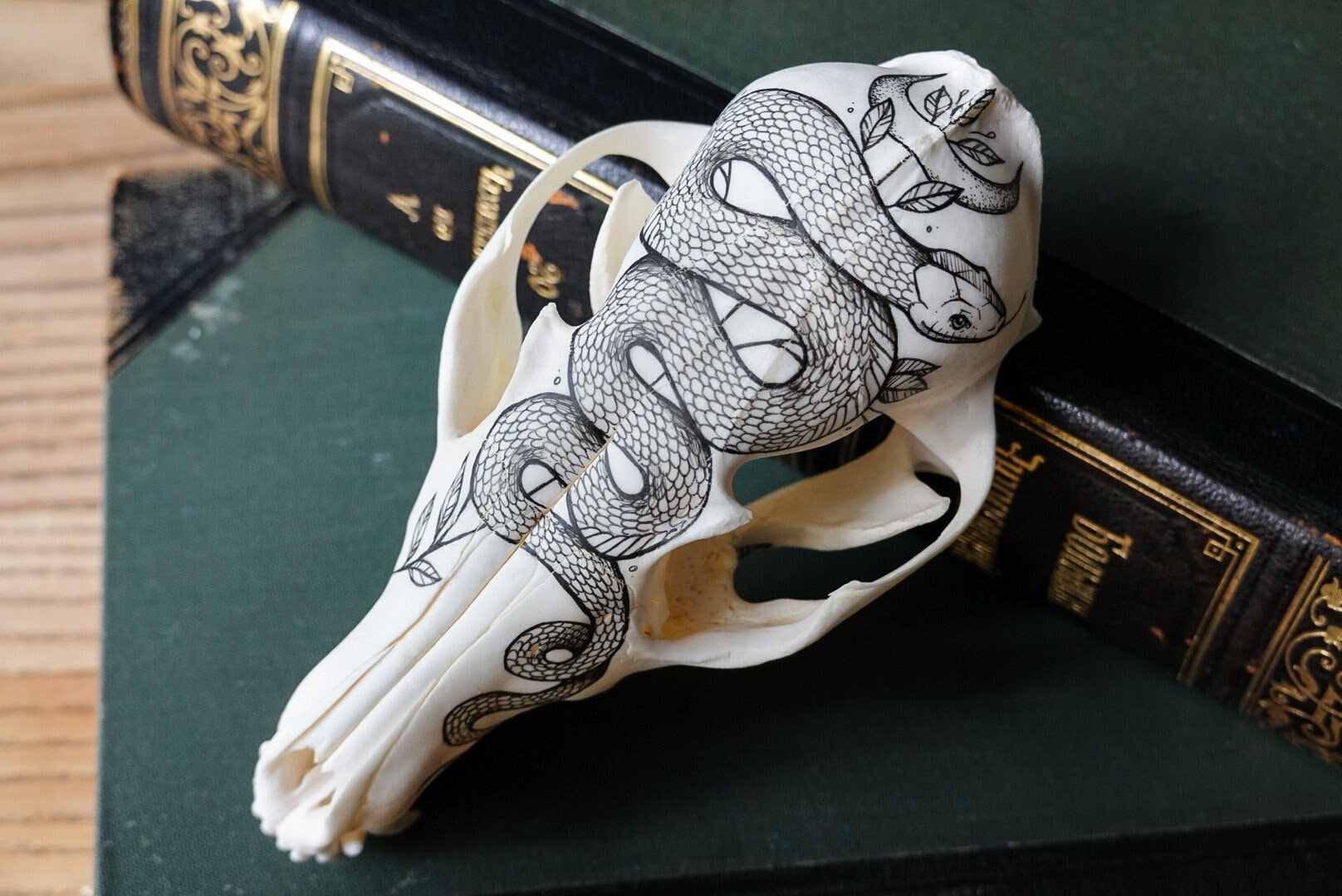 Hand painted skull of red fox