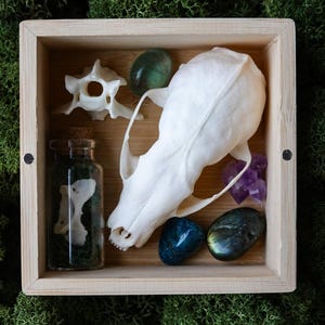 Nature Curiosity Gift box!