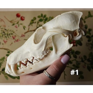 Red fox skull