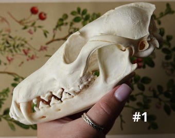 Red fox skull