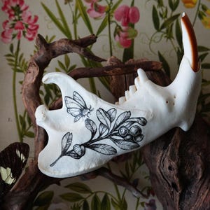 Painted beaver jaw