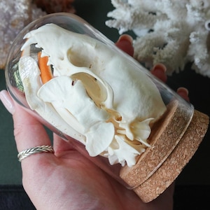 Glass dome with bones