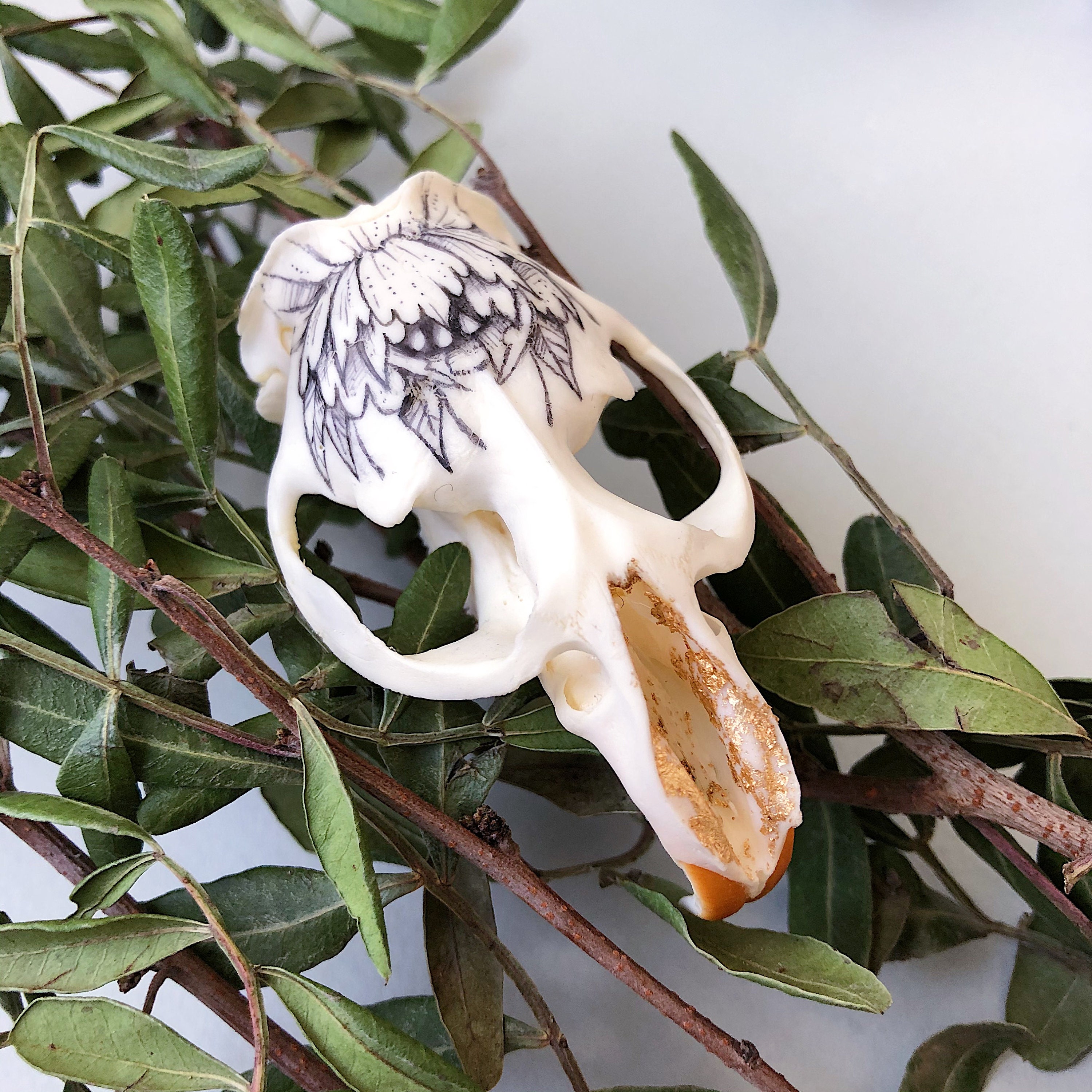 Hand Painted Skull of Muskrat | Etsy