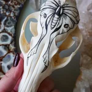 Hand painted skull of red fox &quot;Luna Moth&quot;