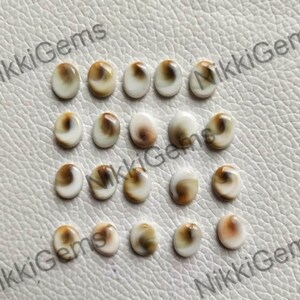 May include: A collection of 18 oval-shaped shell cabochons. The cabochons are white with brown swirls and markings. They are approximately 10mm in length and 7mm in width.
