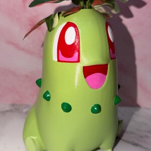 buying air plants online Tillandsia