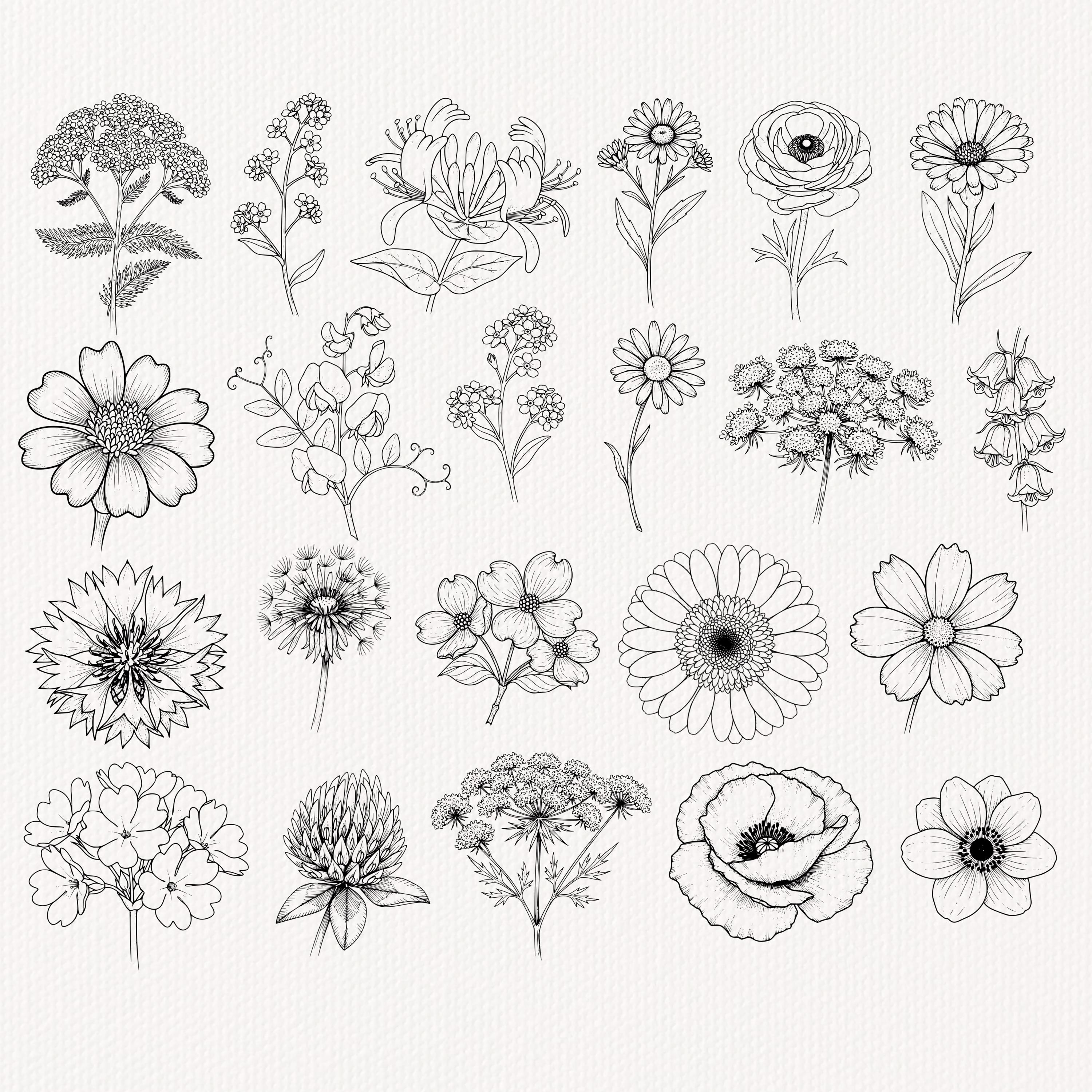 Floral Procreate Stamps: Botanical Lineart Flower Brushes, Floral ...