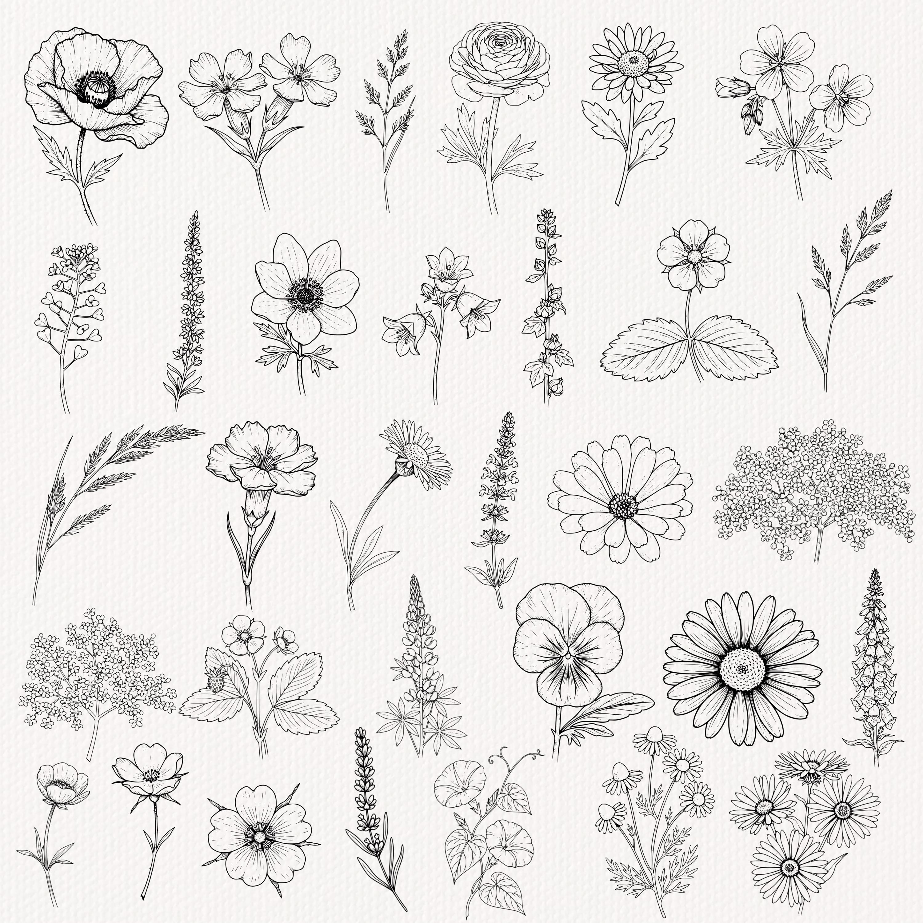 Floral Procreate Stamps: Botanical Lineart Flower Brushes, Floral ...