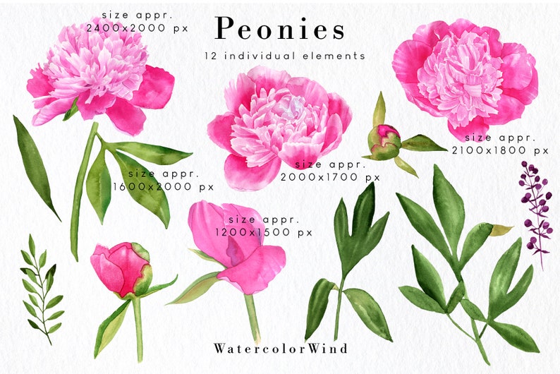 Download Pink Floral Clip Art Peonies Flower Png Watercolor Peony Clipart Planner Peony Logo Design Files For Sublimation Spring Summer Bouquet Clip Art Art Collectibles