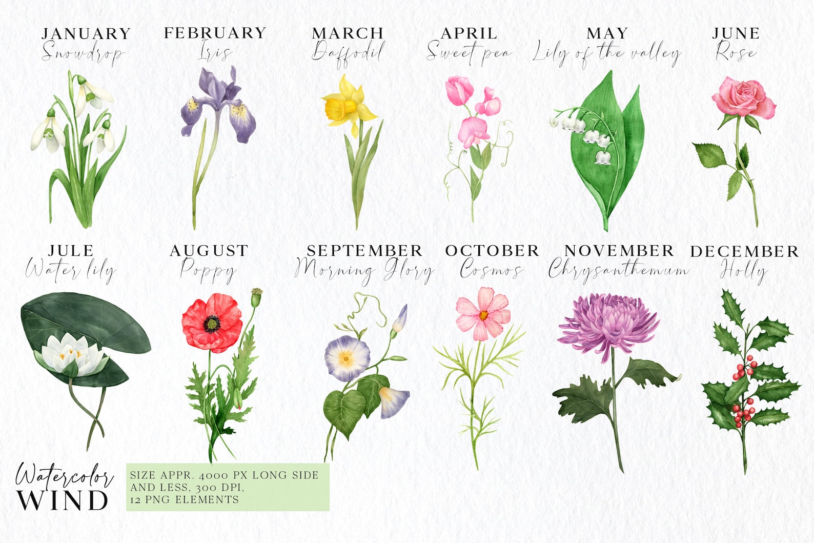 Birth month flower png clipart botanical floral clip art | Etsy