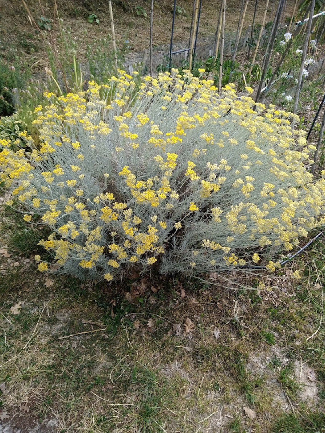 Set of 5 Natural Moth and Insect Repellent Sachets Pantry Etsy