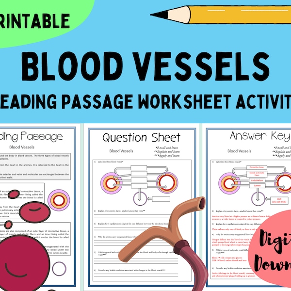 Blood Vessels GCSE Biology Revision Veins, Capillaries and Arteries Reading Passage Worksheets