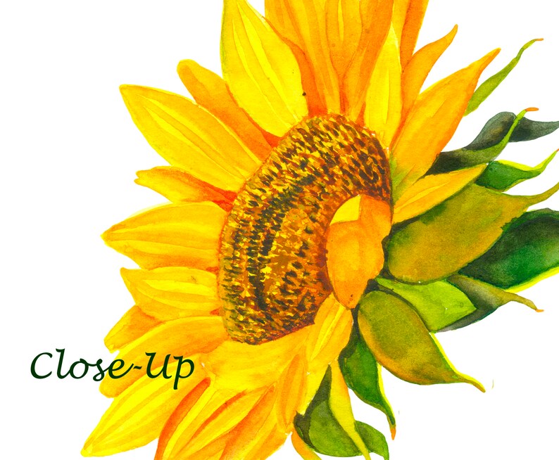 birds a bouquet of sunflowers Yellow Flowers Illustration DIY Wedding watering can The sun boho Sunflower watercolor clipart summer