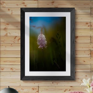 Spring pink flower