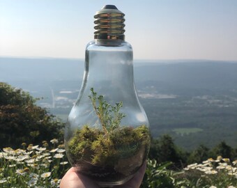 Living Bombilla de luz terrario Living Moss Terrarium Moss Plantas de interior Plantas de musgo Múltiples especies de musgo Mossariums Crystal Terrarium Plantas