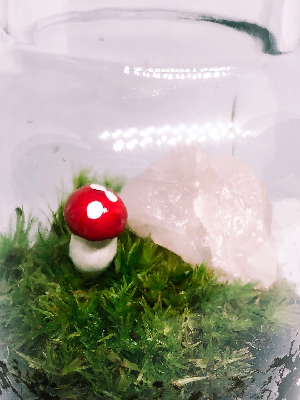 Living Moss Terrarium Moss Indoor plants Moss plants Etsy