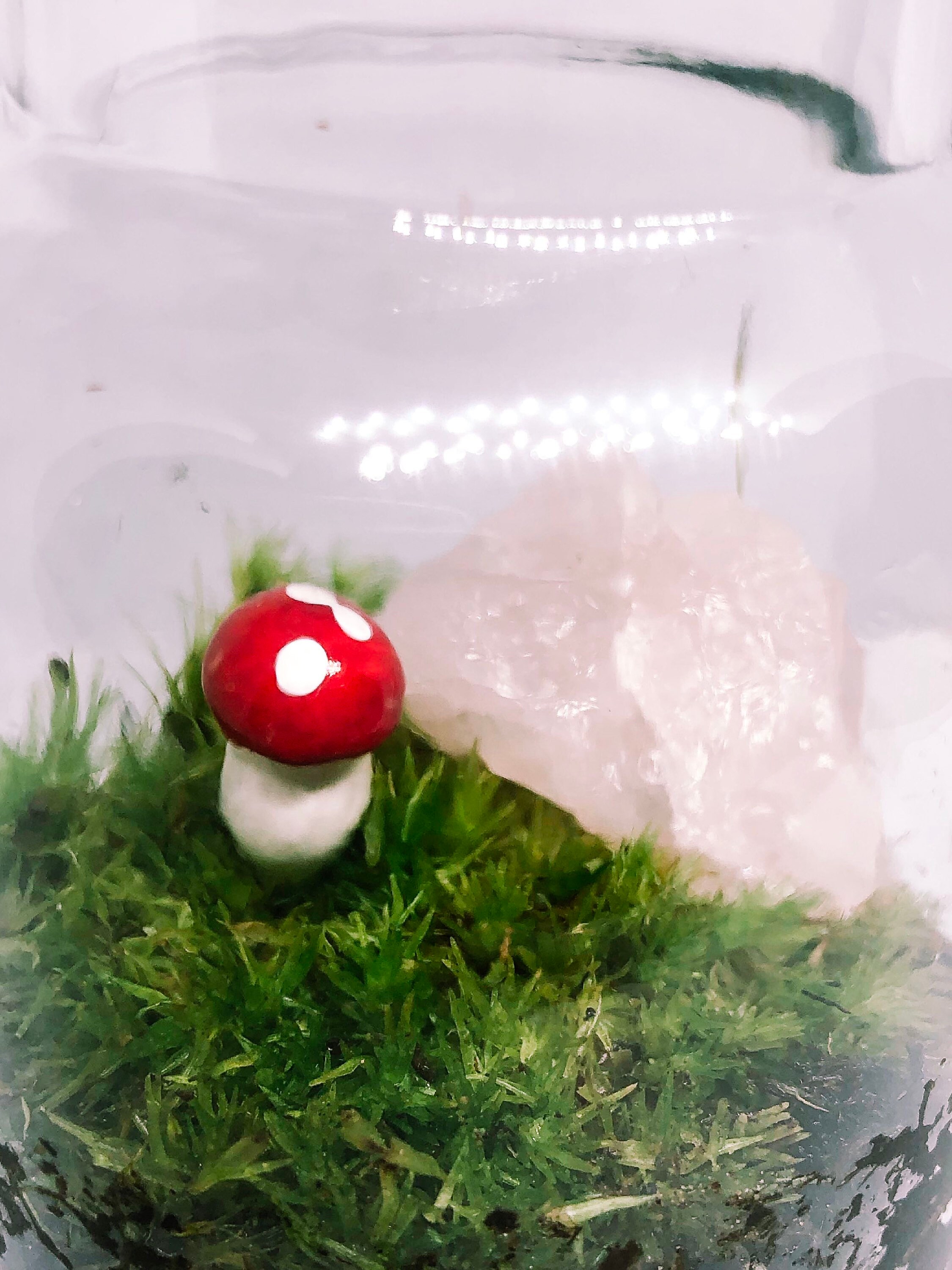 Lebende Moos Terrarium Moos Indoor Pflanzen Moos Pflanzen | Etsy