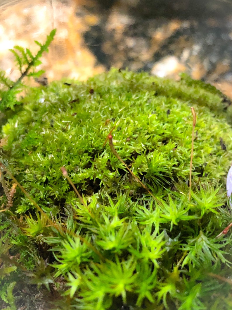 Lebende Moos Terrarium Moos Indoor Pflanzen Moos Pflanzen Etsy