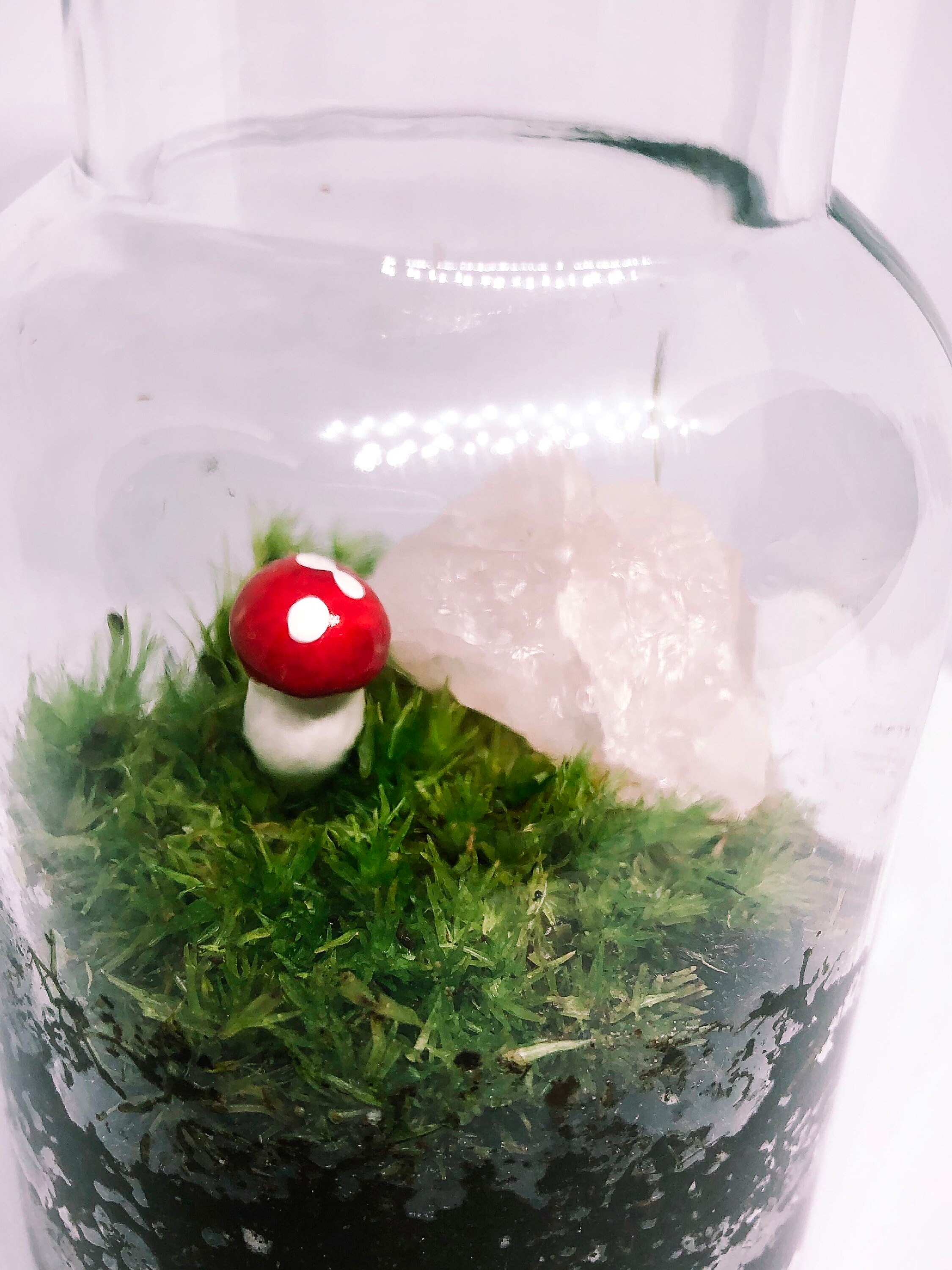 Lebende Moos Terrarium Moos Indoor Pflanzen Moos Pflanzen | Etsy