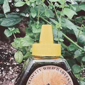 Sirop de pissenlit d'Alaska : petit lot, édulcorant semblable au miel (227 g)