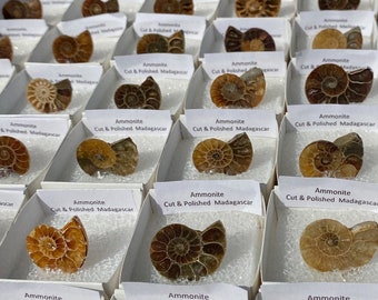 アンモナイトの化石（研磨済み、縫合線あり）1 1/2インチ以上 lih52