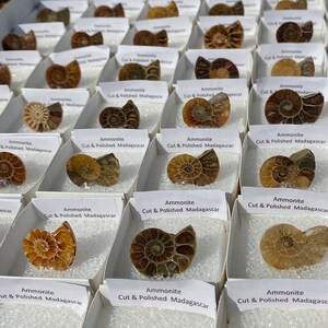 ONE Cut, Polished, and Mounted Ammonite Fossil from Madagascar (All Individually Unique)