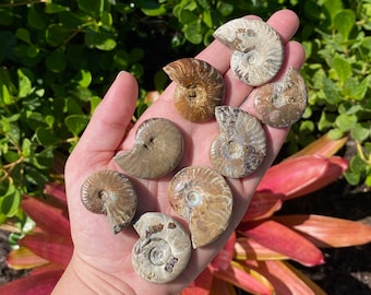 ONE Iridescent Ammonite Fossil Shell from Madagascar
