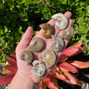 ONE Iridescent Ammonite Fossil Shell from Madagascar