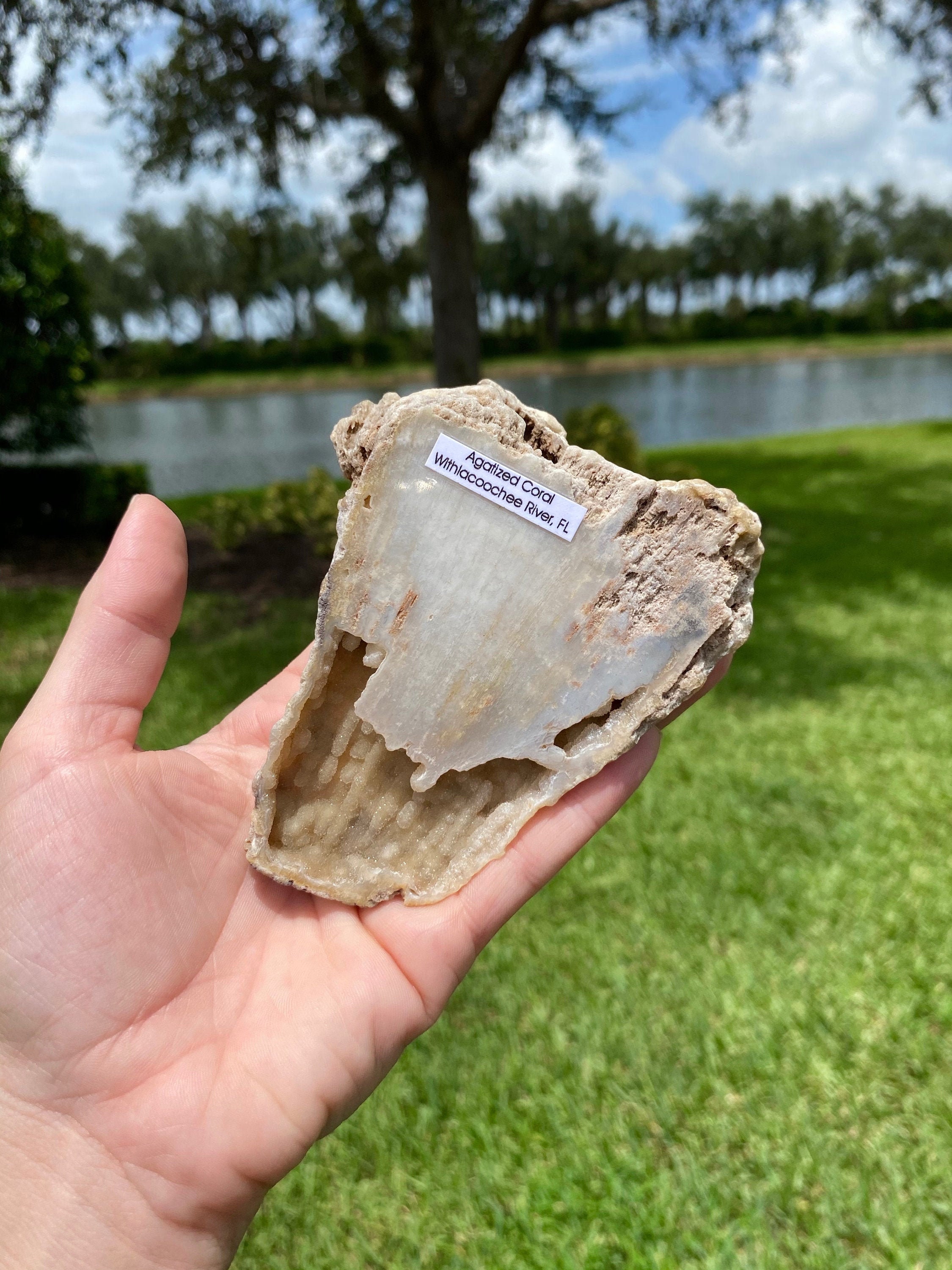 Druzy Agatized Coral from The Withlacoochee River Florida Etsy