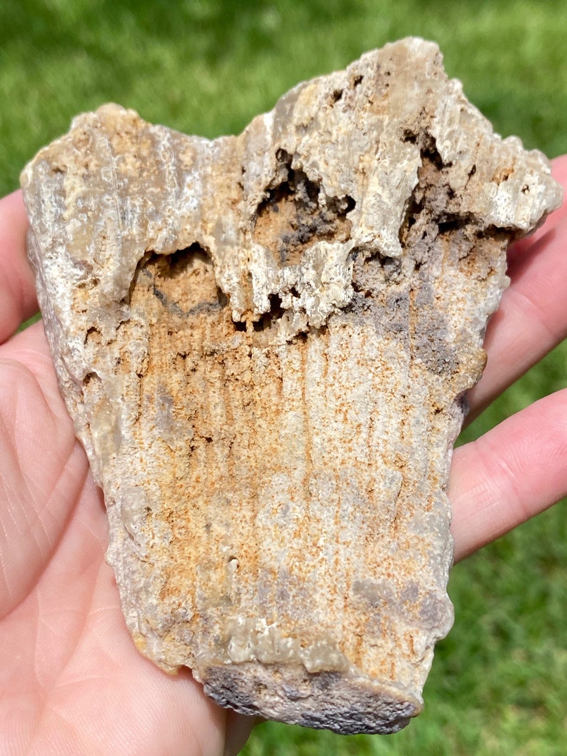 Florida Druzy Agatized Coral from The Withlacoochee River