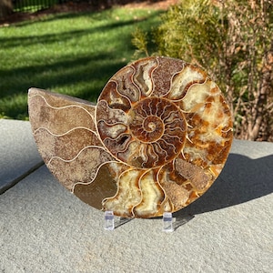 May include: A fossilised ammonite with a brown and cream coloured shell. The ammonite is displayed on a clear acrylic stand.