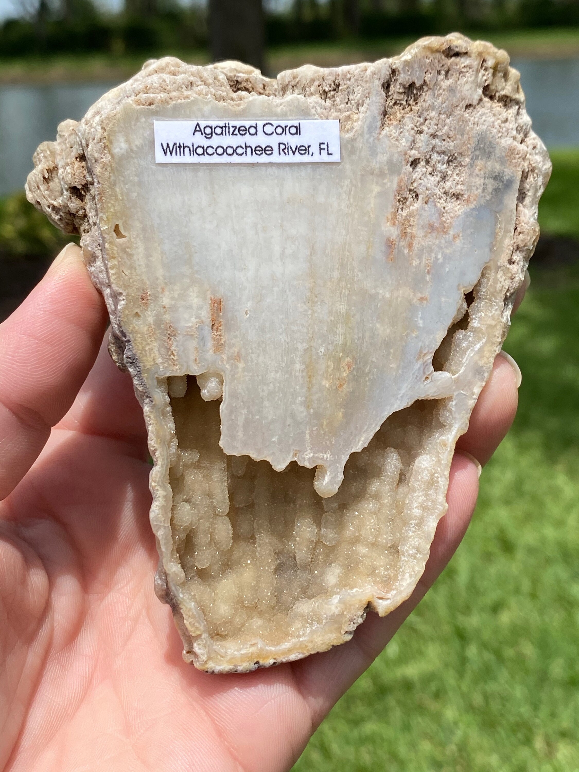 Druzy Agatized Coral from The Withlacoochee River Florida Etsy