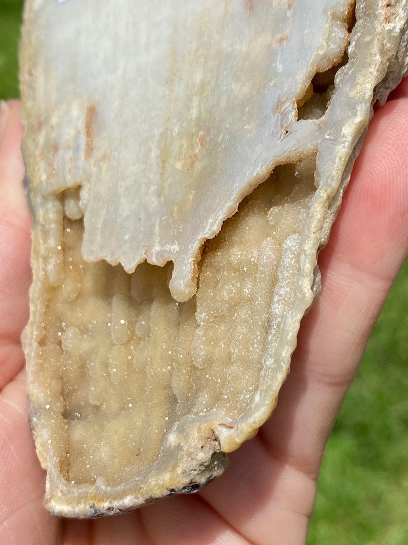 Florida Druzy Agatized Coral from The Withlacoochee River