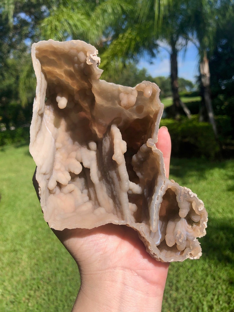 Agatized Fossil Coral From Withlacooche River Florida Etsy