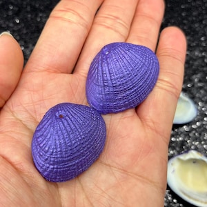Könnte beinhalten: Zwei lila Muscheln mit einer strukturierten Oberfläche. Die Muscheln liegen in der Handfläche.