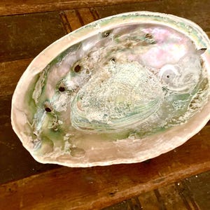 May include: A large, iridescent abalone shell with a pearly white interior and a green, blue, and purple exterior. The shell has several holes drilled into it.