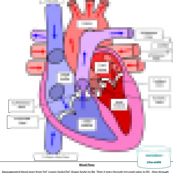 BLOOD FLOW through the heart DIAGRAM