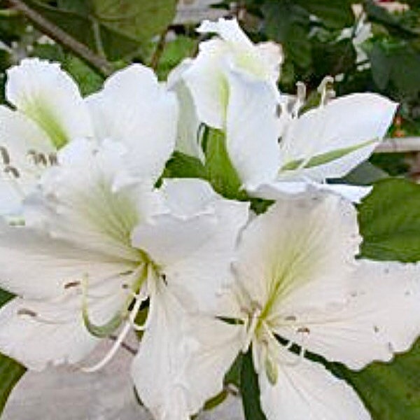 Hong Kong Orchid Tree Seedling (live tree) Bauhinia x Blakeana - White or Purple