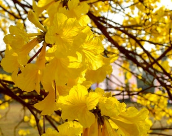 Tabebuia Chrysotricha - Golden Trumpet Tree Seeding - live plant