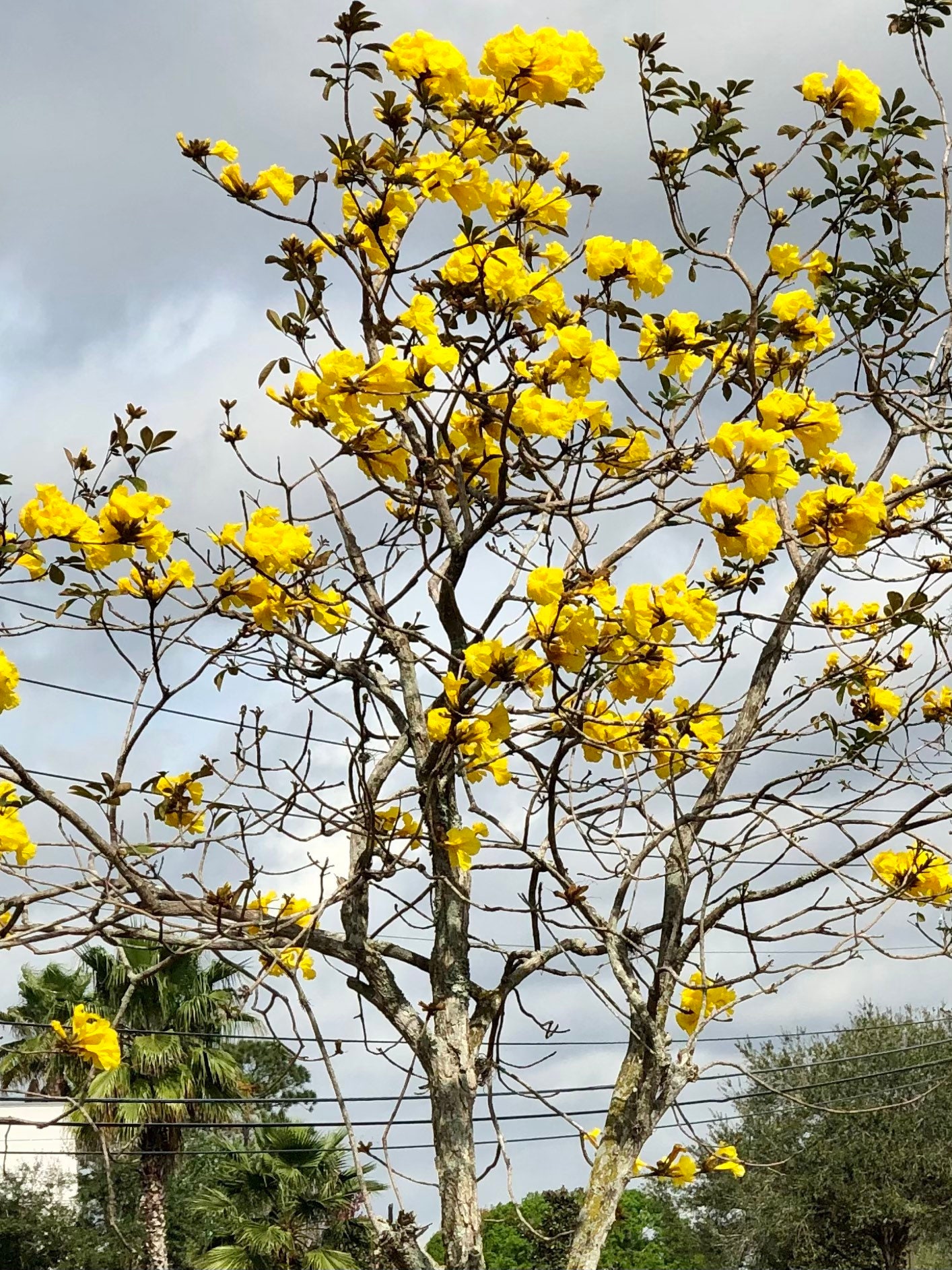 Golden Trumpet Tree Seeding Tabebuia Chrysotricha Etsy