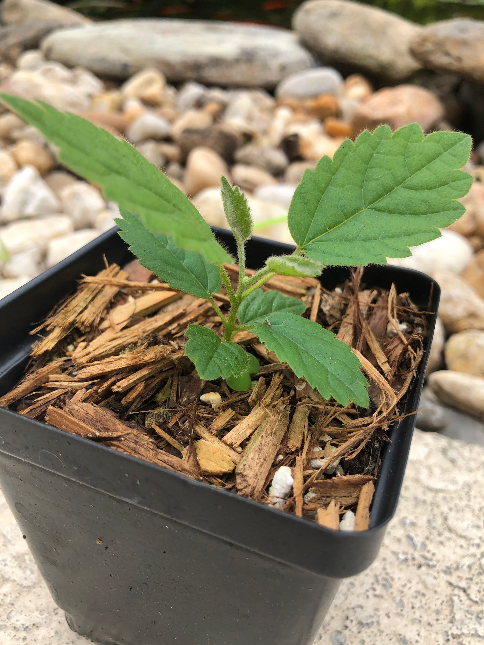 Golden Trumpet Tree Seeding Tabebuia Chrysotricha Etsy
