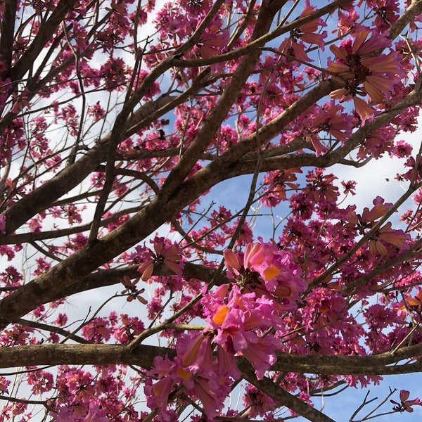 Tabebuia Impetiginosa / Tabebuia heterophylla - Pink / Lavender Trumpet Tree  25+ Seeds