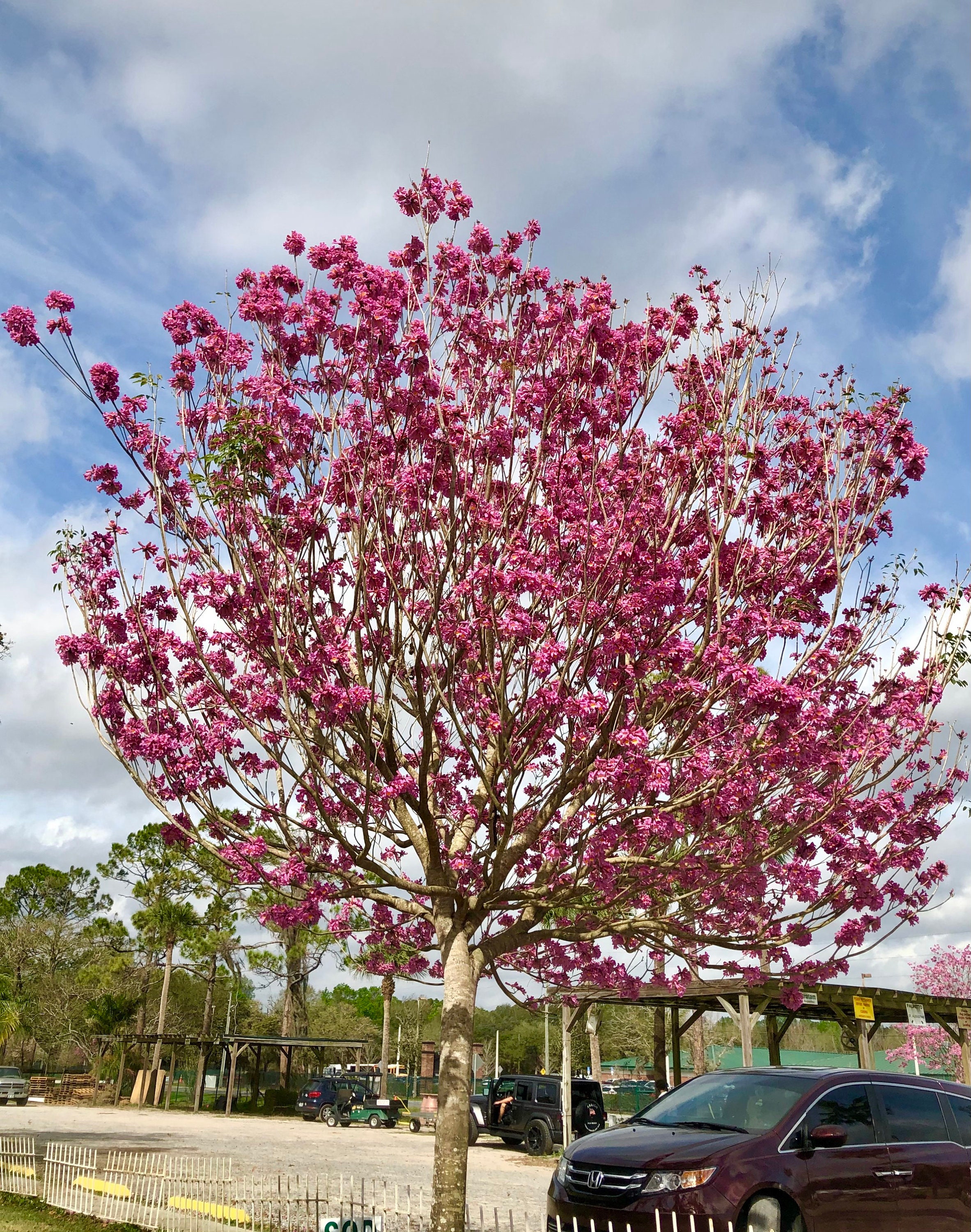 Trumpet Tree Pink Seedling Tabebuia impetiginosa Etsy