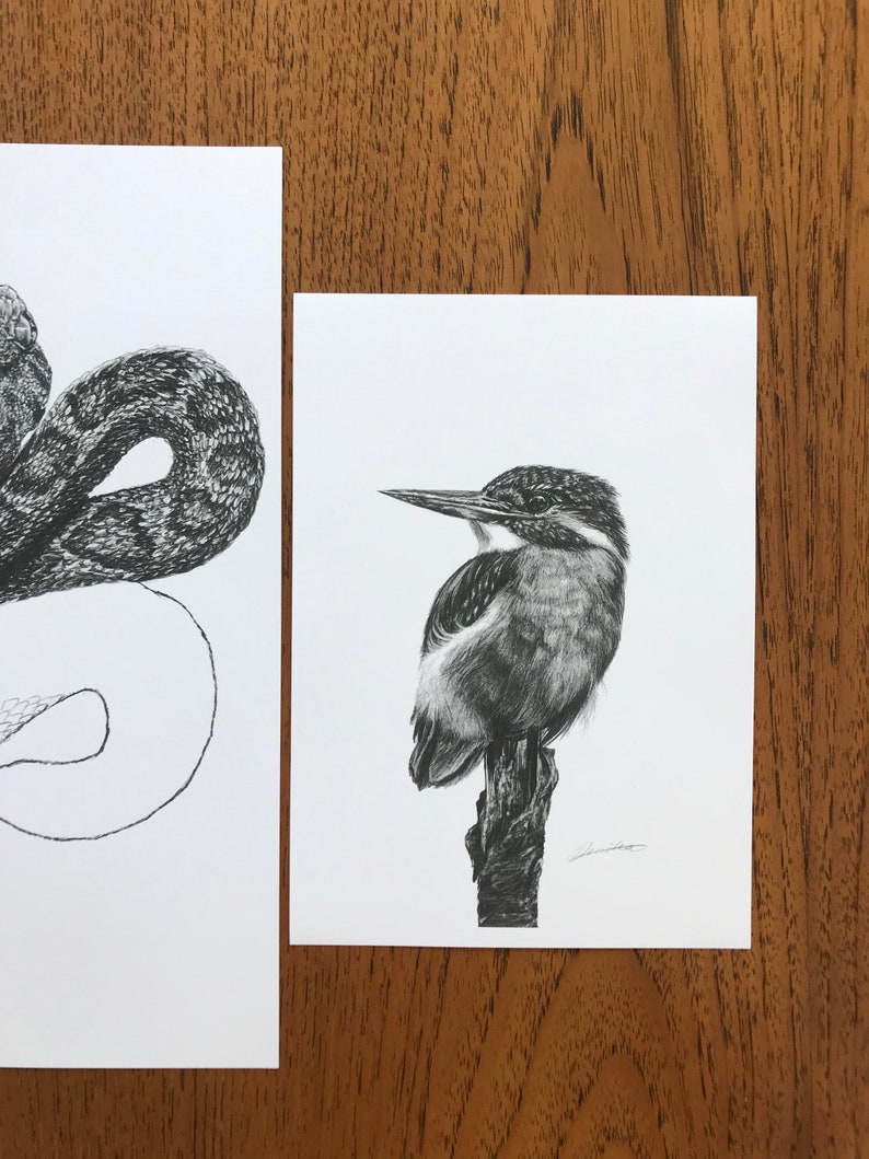 Kingfisher art print