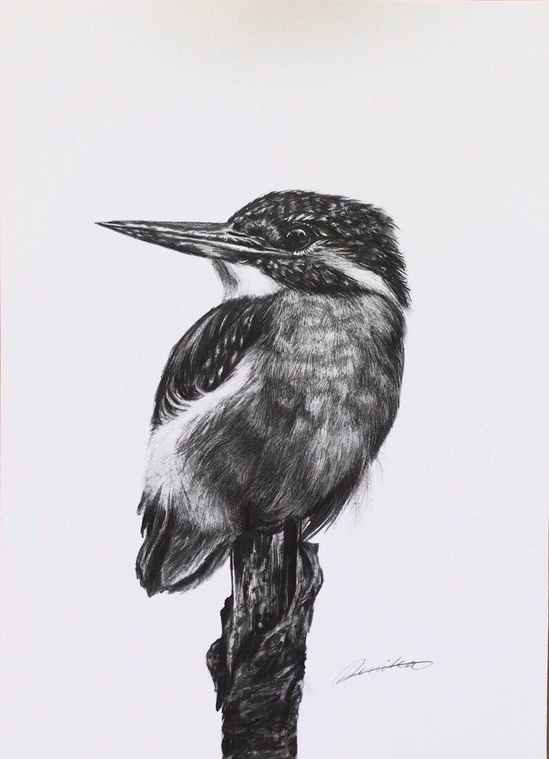 Kingfisher art print