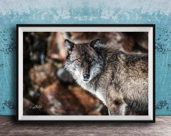 Wolf Art Print: Jackson Hole Wildlife Scene (Grand Teton Landscape)